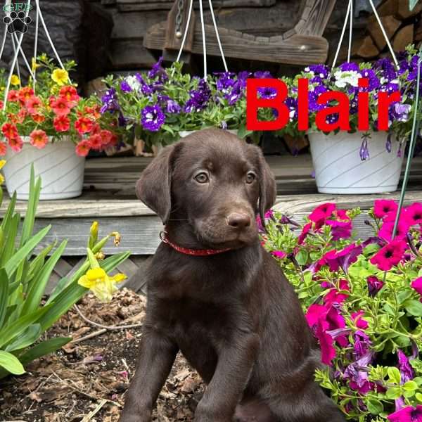 Blair, Chocolate Labrador Retriever Puppy